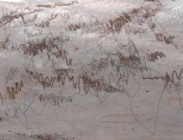 The value of the scribbly gum moth.
