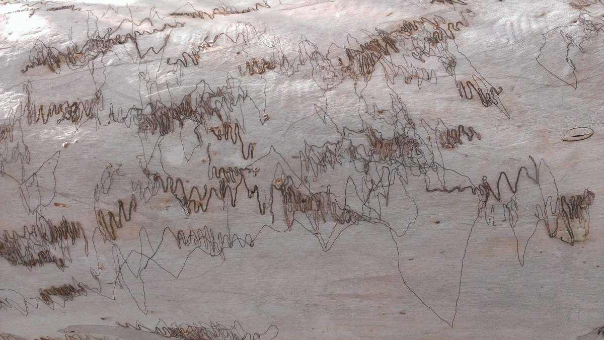 scribbly gum moth marks on a tree trunk